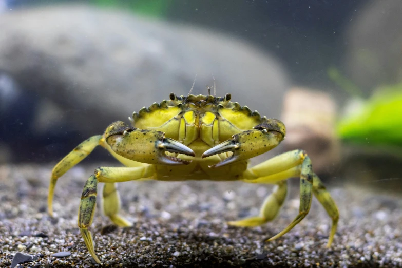 a yellow crab sitting in the sand next to water