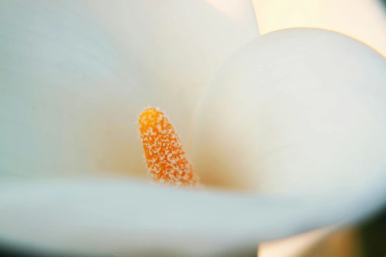 white flower with orange stamen near top of petals