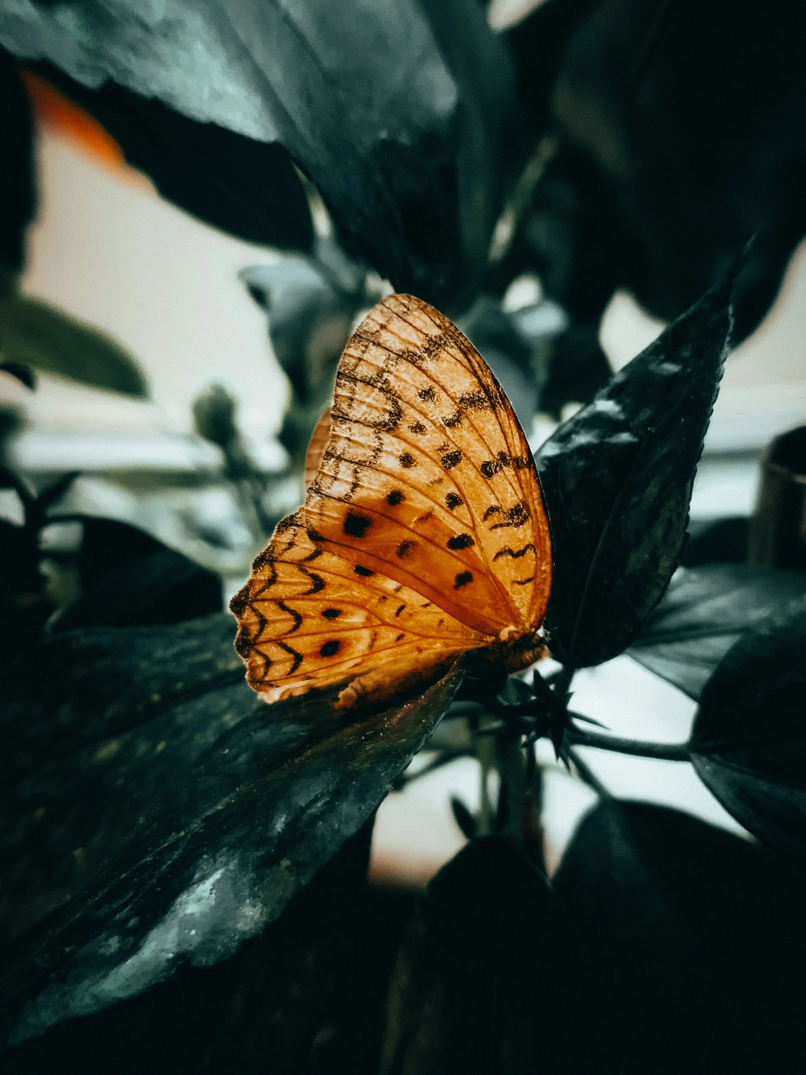 a erfly sits on top of a green leaf