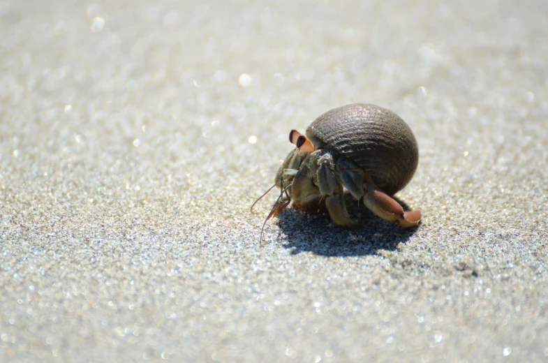 the small insect is eating the food in the sand