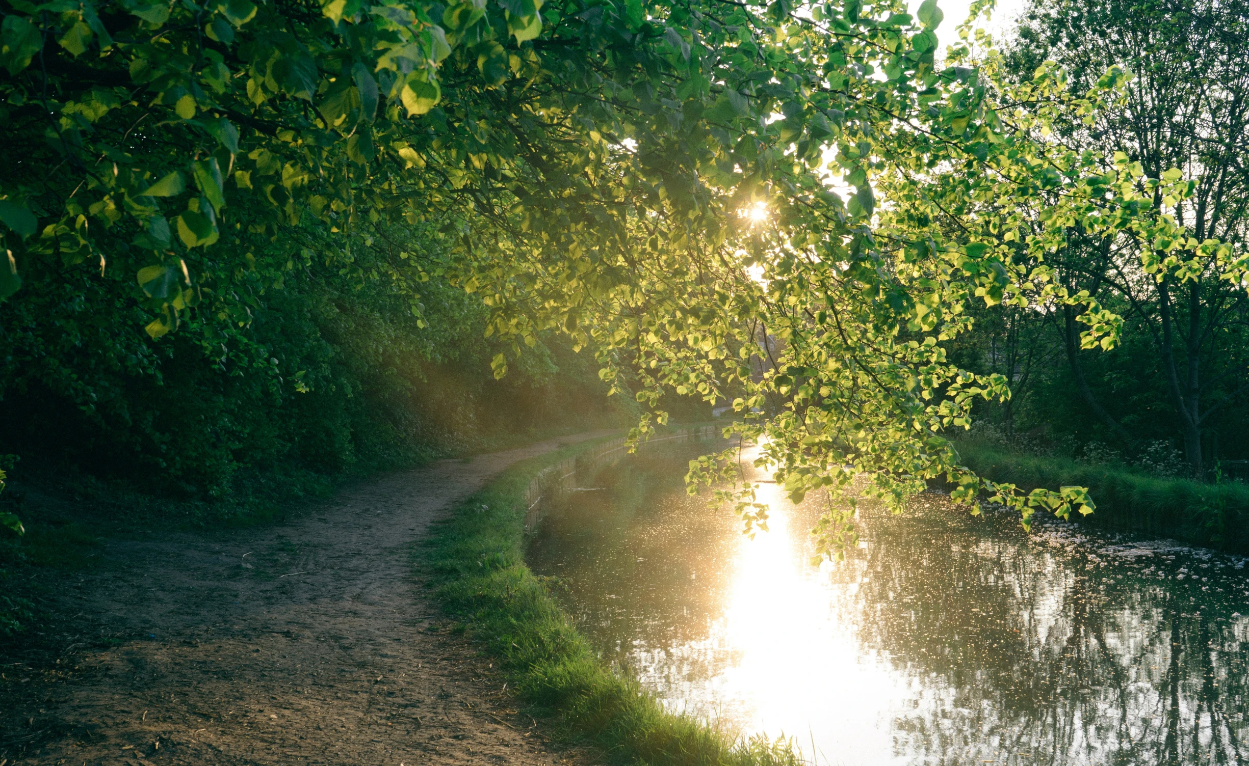 a trail that leads to the water and has trees growing