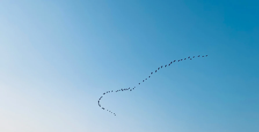 a flock of birds flying over a building in the sky