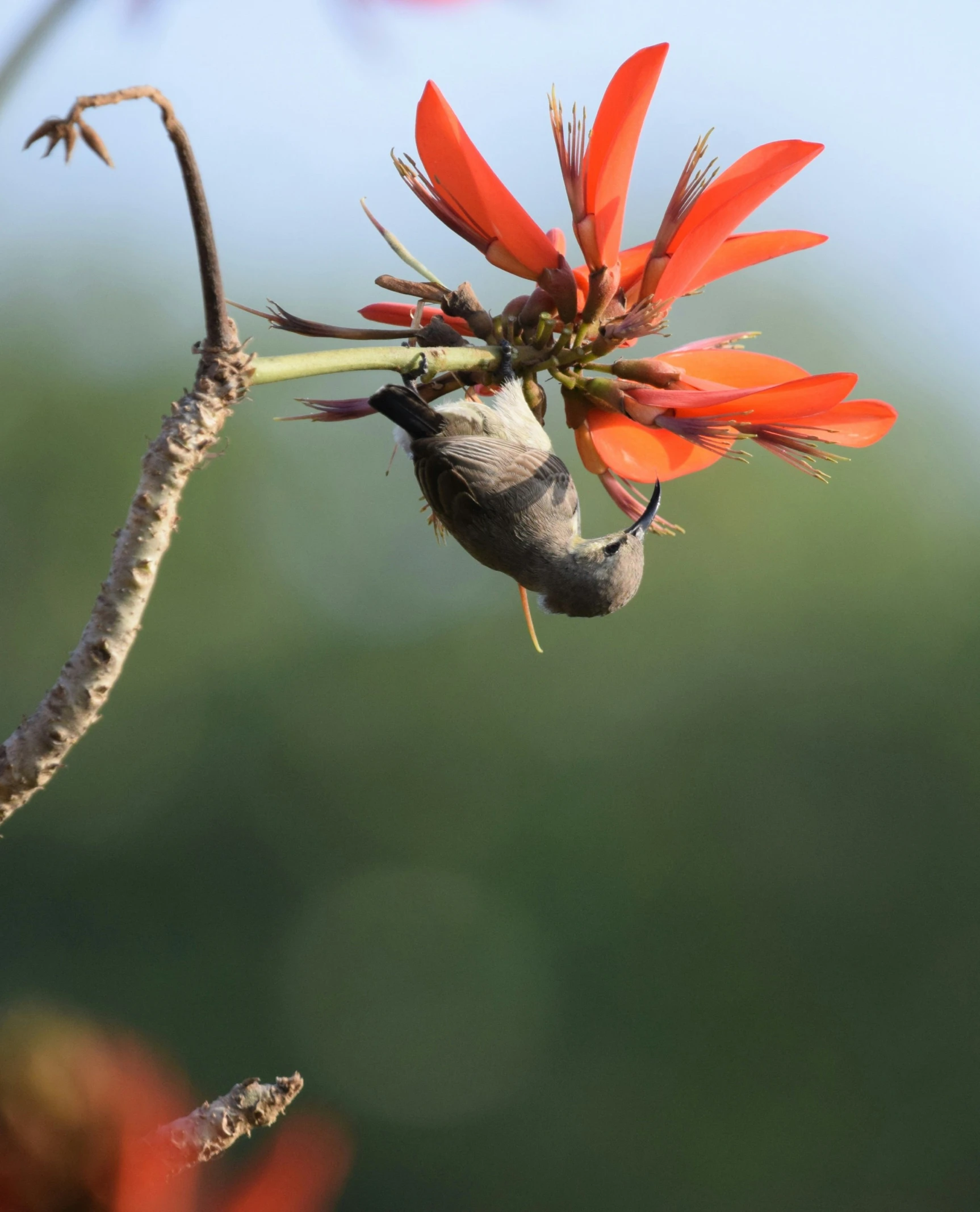 a small bird that is flying near some flowers