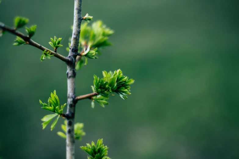 close up of a nch with leaves in the foreground