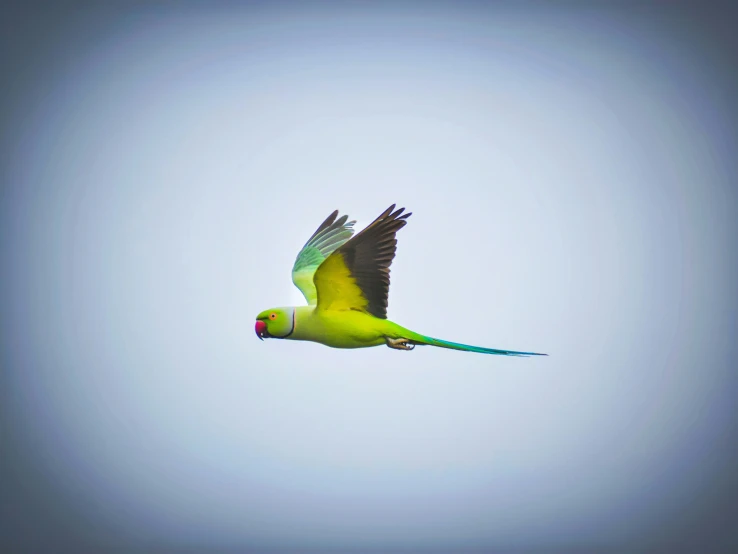 a yellow and green bird in flight