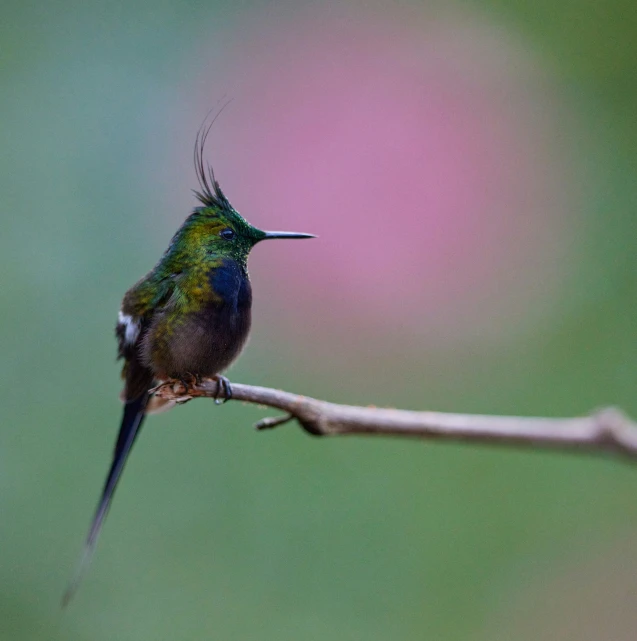 a very pretty small bird sitting on top of a nch