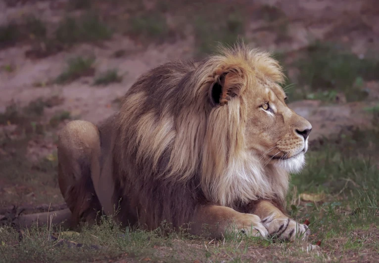 a long haired lion is sitting in the grass