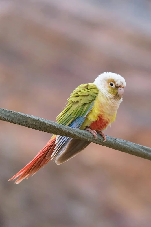 small parrot perched on a nch near the woods