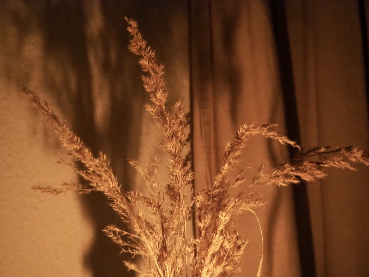 a close up of a potted plant near a curtain