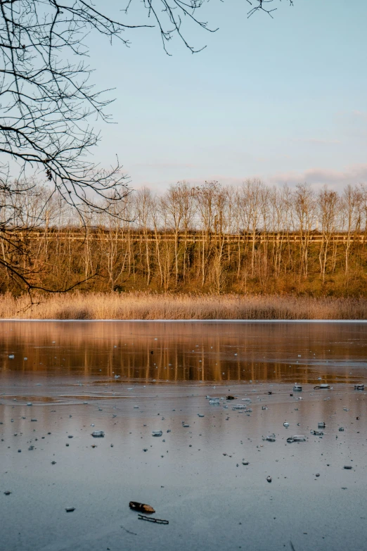 a tree and a field in a flooded area