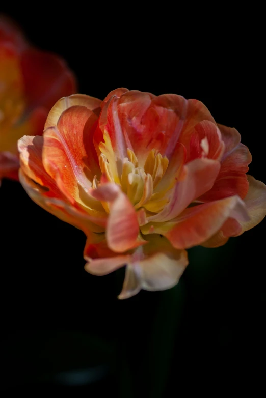 a po of an orange and red flower