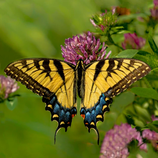 a yellow and black erfly sitting on some purple flowers