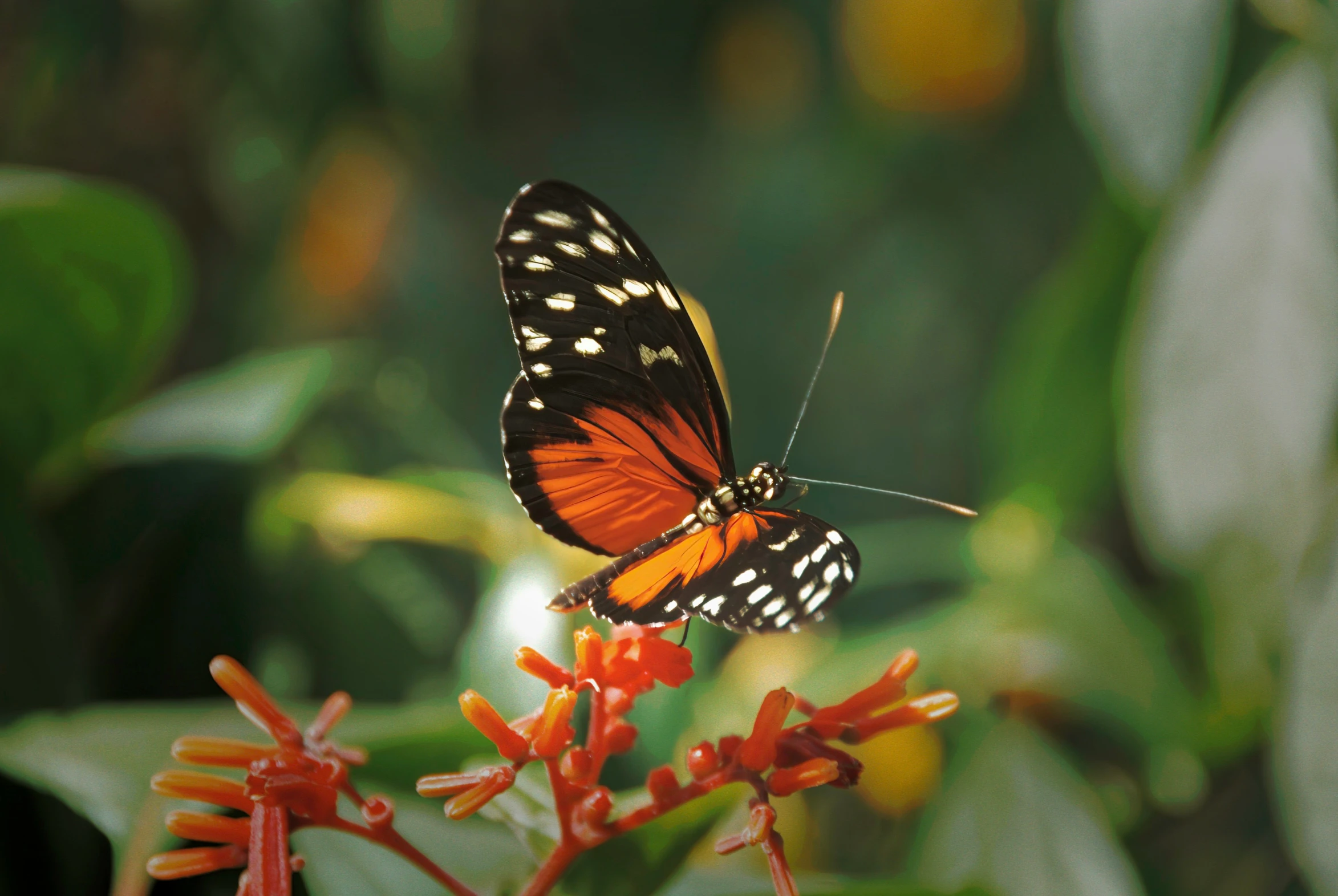 a erfly on an orange flower in a field