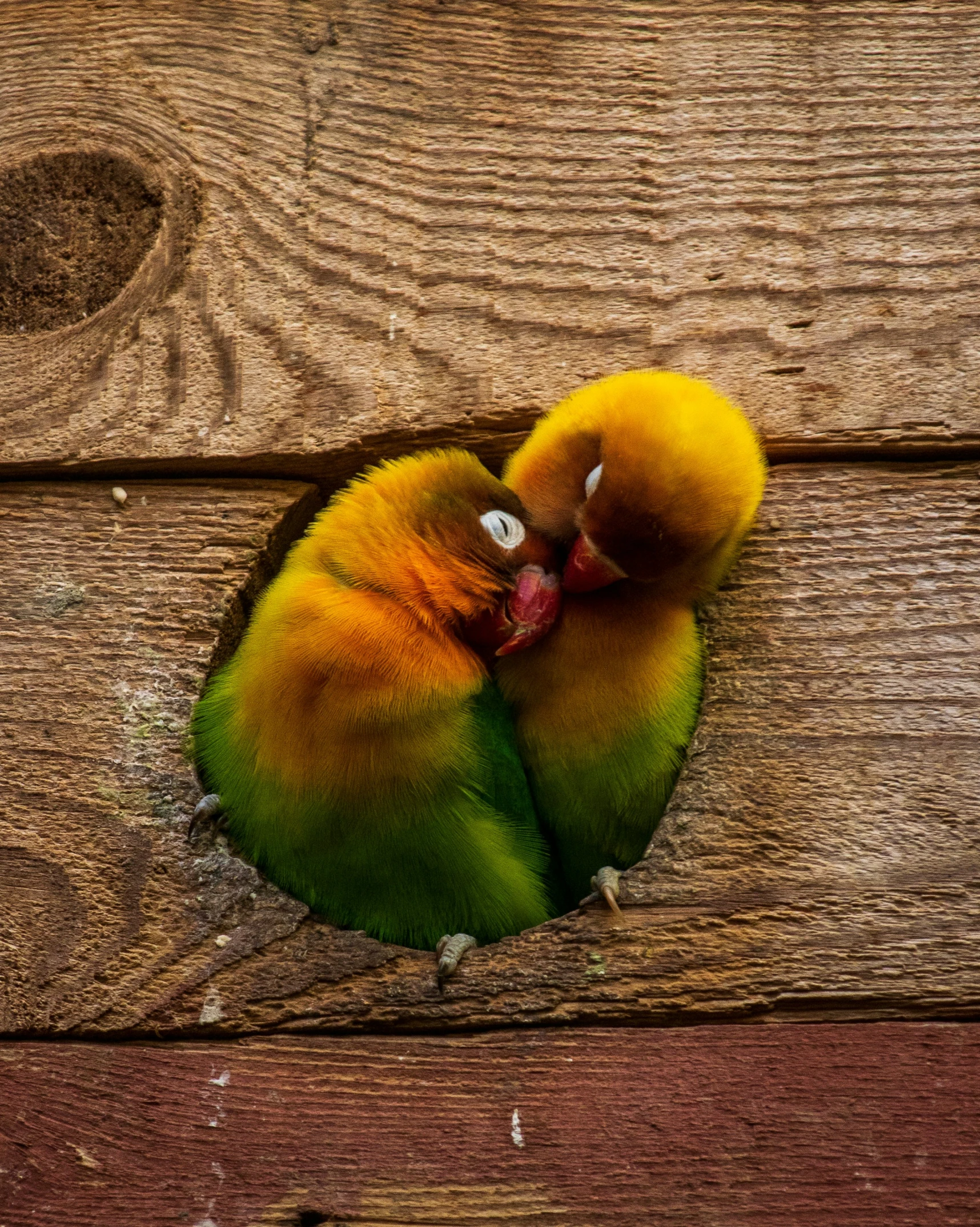 two baby birds hugging each other on wooden planks