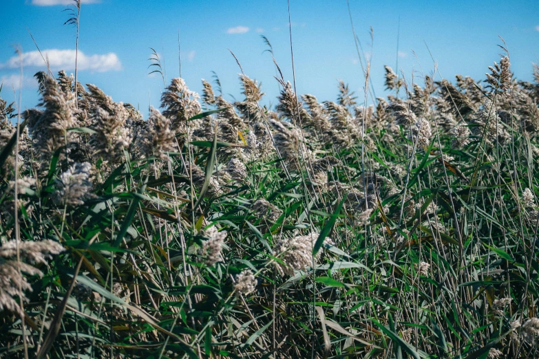 tall grass and wild flowers moving in the breeze