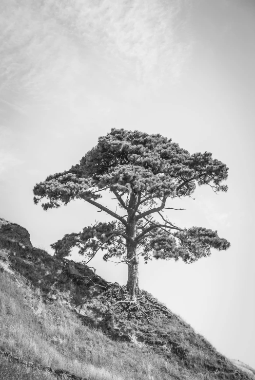 black and white po of tree on hill side