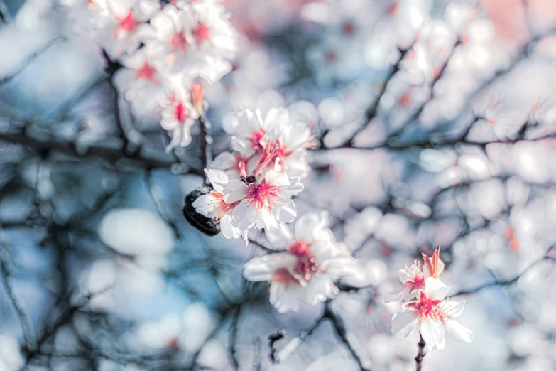 the white flowers on the tree are blooming with red petals