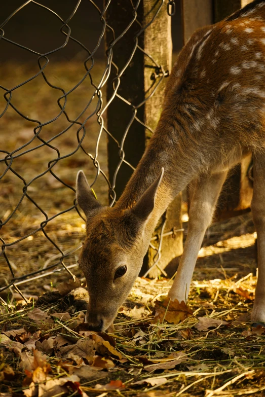 a small deer grazing on grass behind a chain link fence