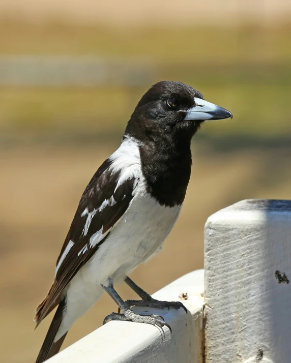 a small black and white bird perched on top of a wooden post