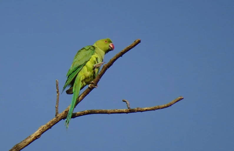 a bird with a pink beak sitting on a tree nch