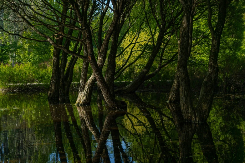 trees with the nches reflected in water next to grass