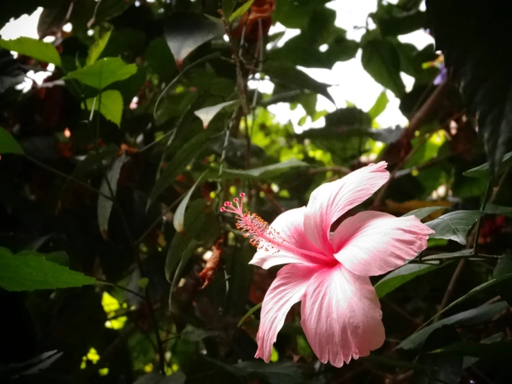 a pretty pink flower with leaves on the background