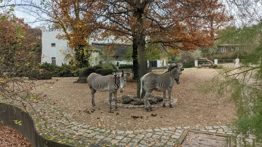 a group of zes are walking in the dirt near a tree