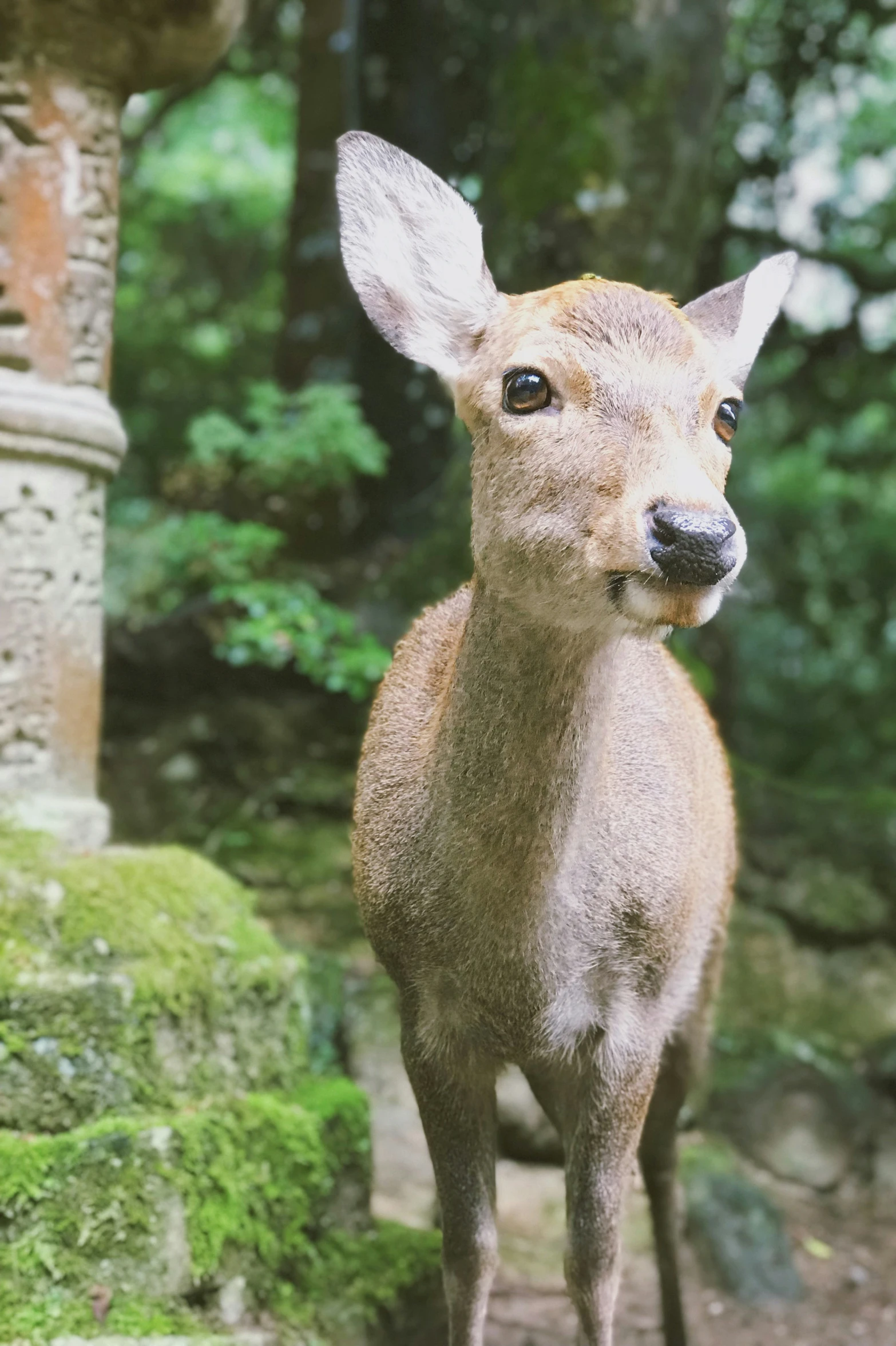 a deer looking straight ahead while standing in front of a forest