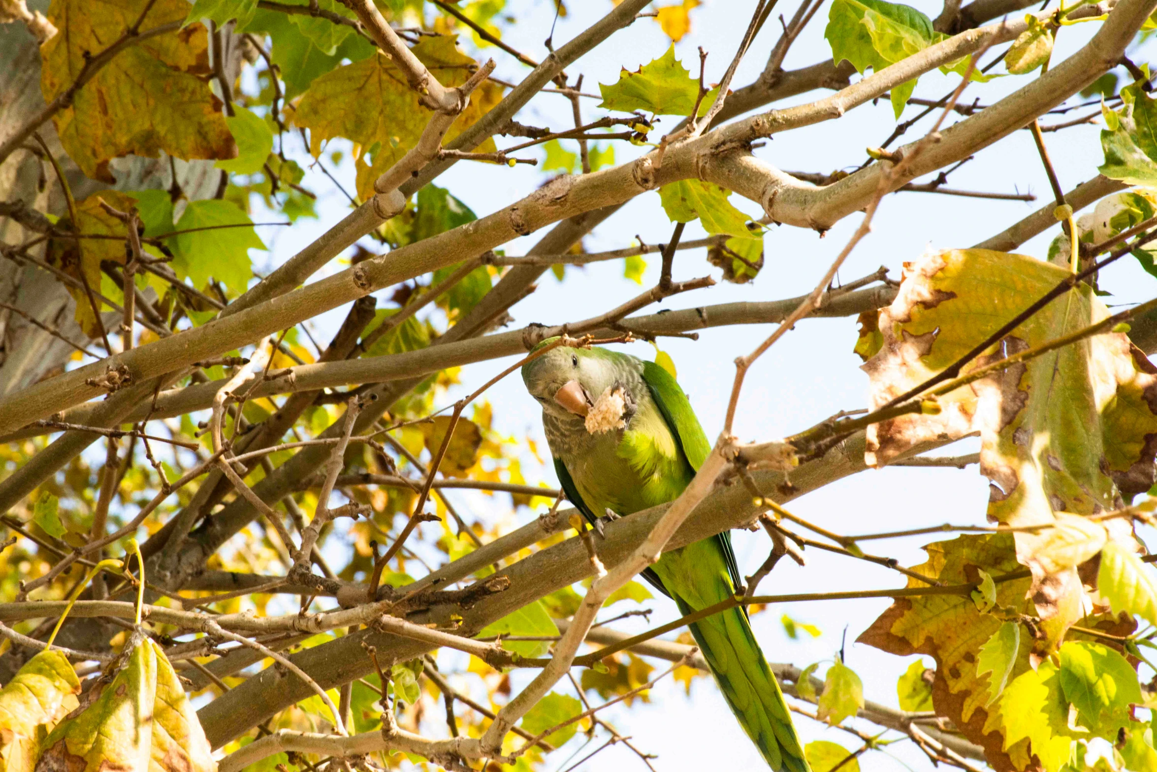 there are two parrots sitting in the tree