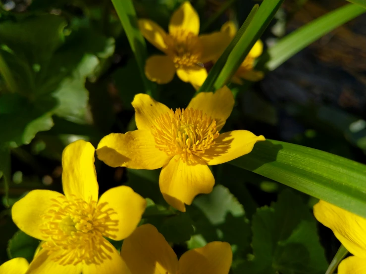 bright yellow flowers growing in the woods on a sunny day