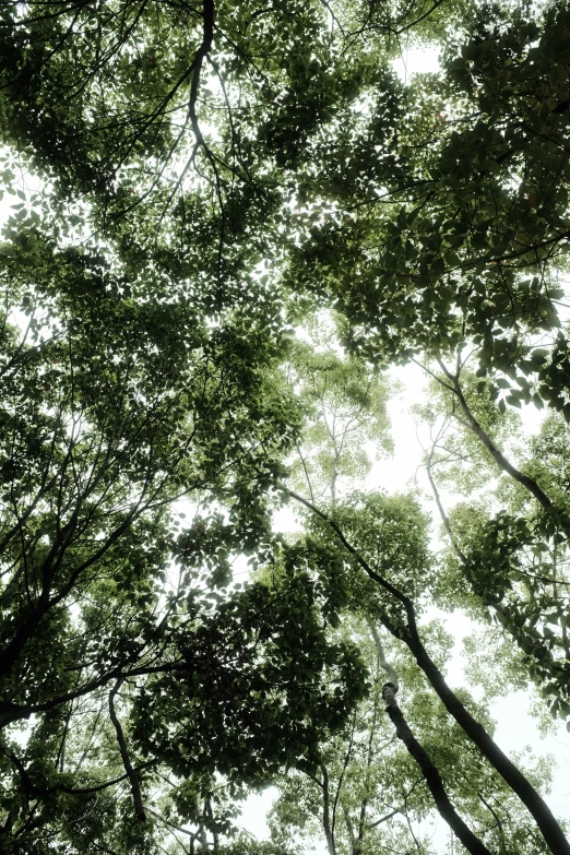 a po looking up at the sky through green trees