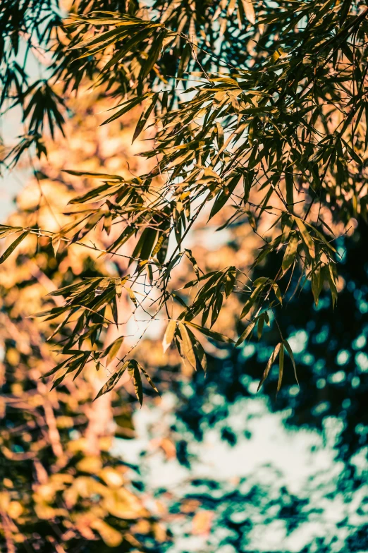 a po of leaves taken from below a tree