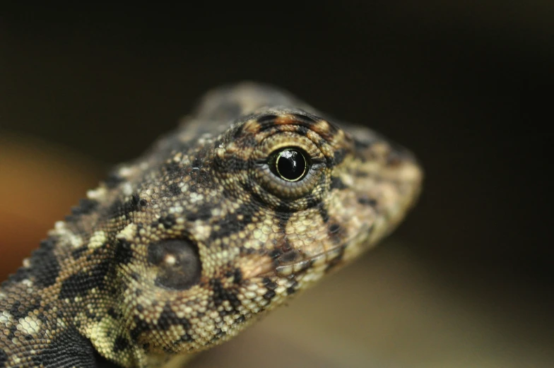 a gecko looking in the distance, with blurry background