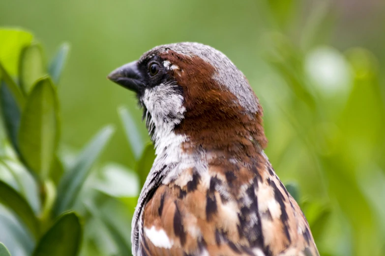 a close up of a bird on a tree