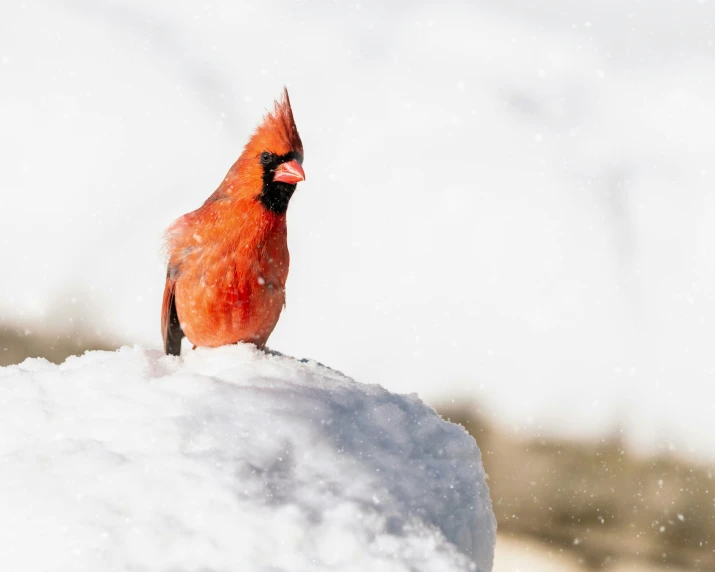 the cardinal is sitting on the snow looking