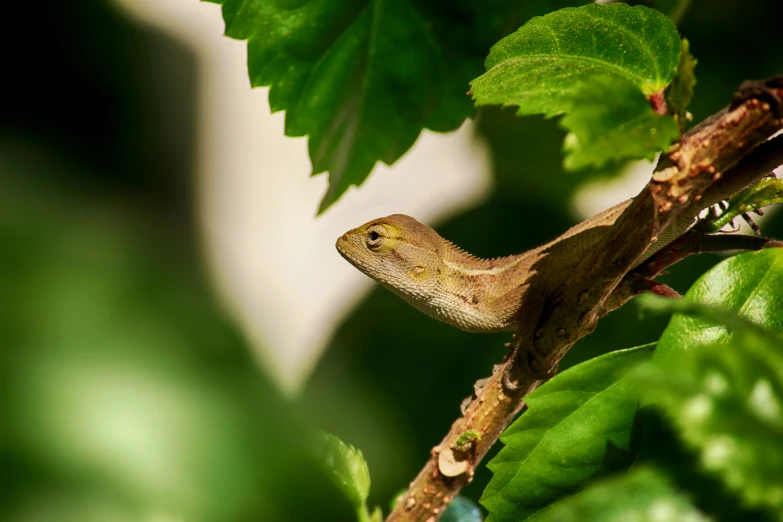 a lizard on a nch with green leaves