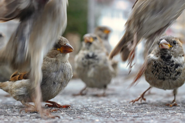 a flock of birds walk around a street