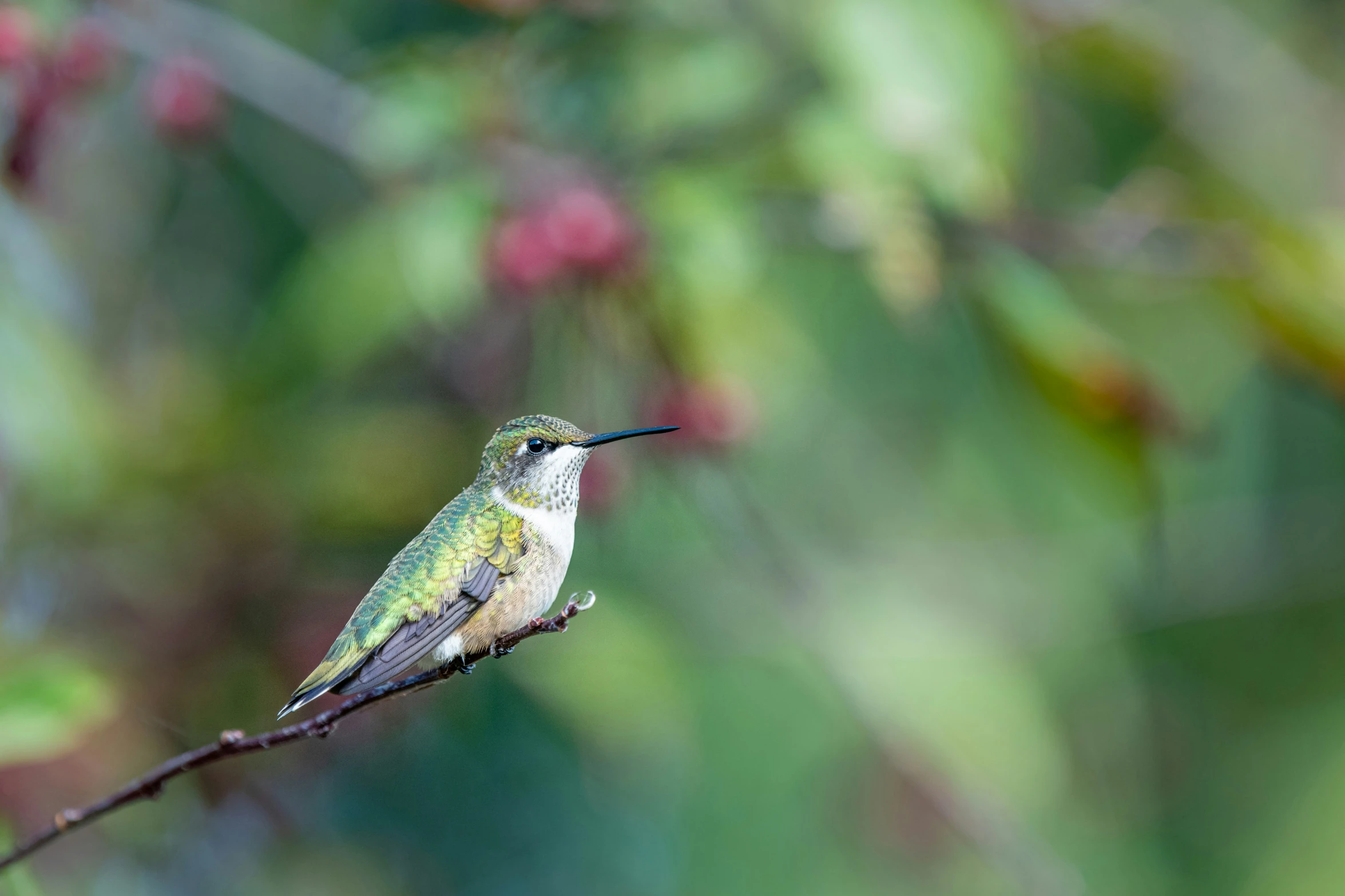 small green and white bird perched on a nch