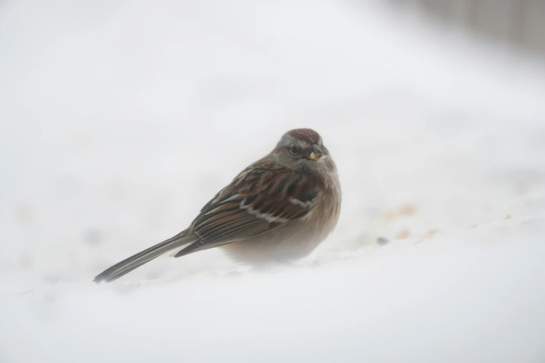 a small bird stands in the snow on a nch