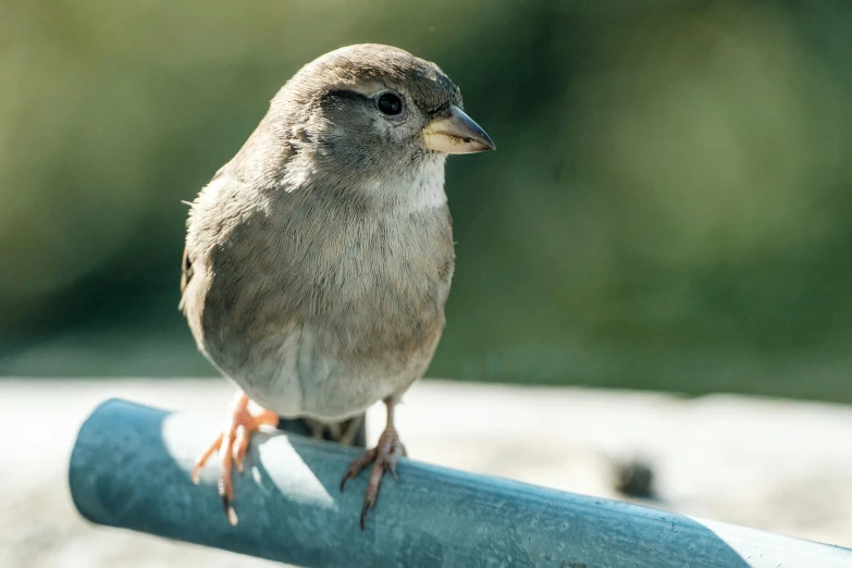 a small brown bird perched on top of a piece of metal