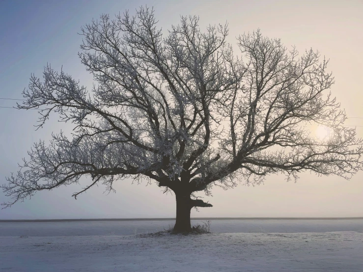 a snowy tree sitting on top of snow covered ground