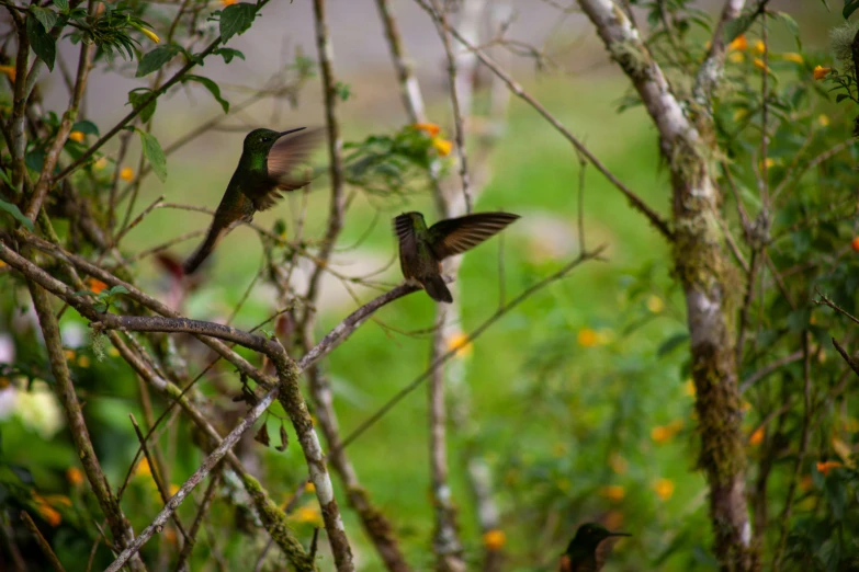 two small birds are flying around some trees