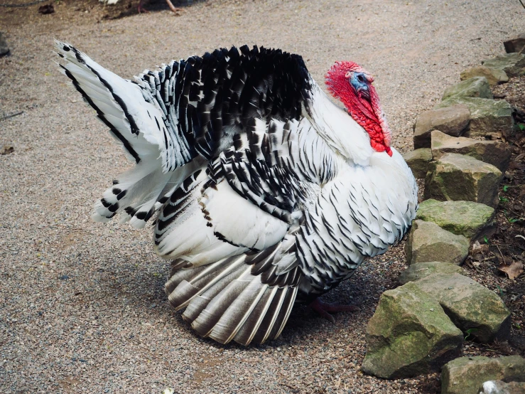 a wild bird is seen on gravel near rocks