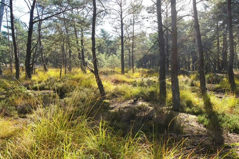 a lush green forest filled with lots of trees