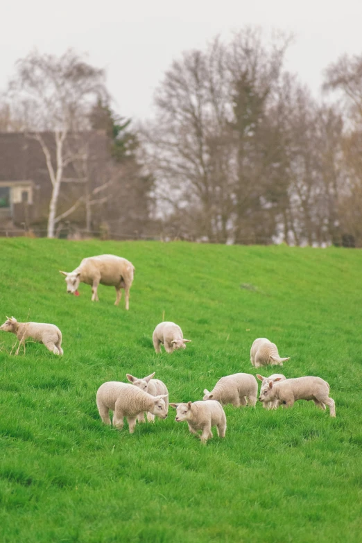 sheep are grazing on grass in a field