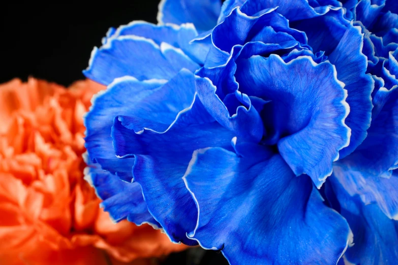 an image of some blue and orange flowers