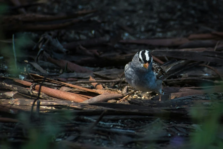 a small bird that is standing in some dirt