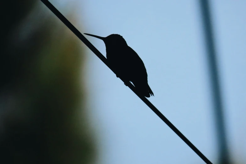 a small bird is perched on the wire