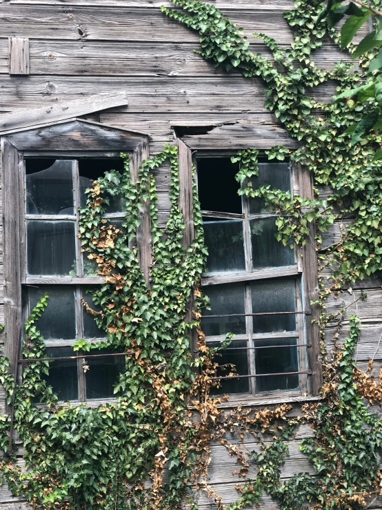 the old windows are covered with ivy