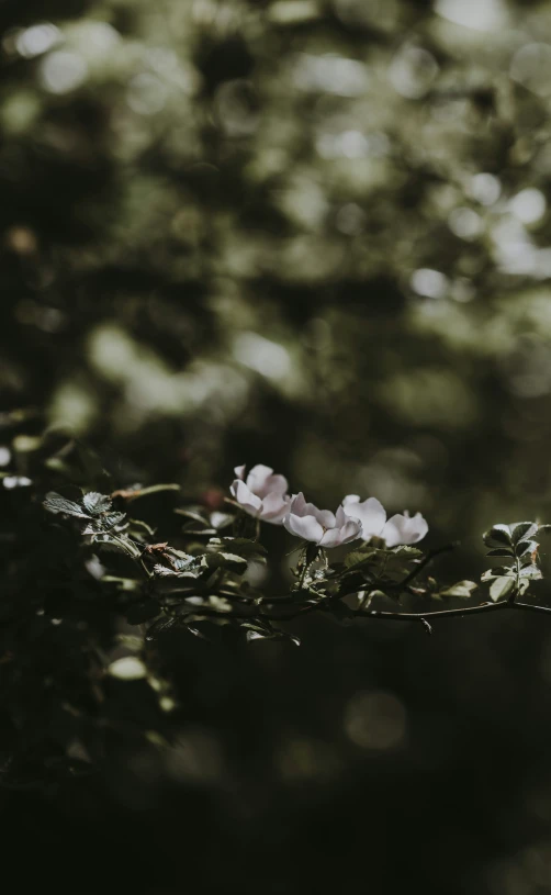 several flowers that are sitting on a nch